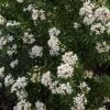 Choisya Ternata Snow Flurries - Oranger Du Mexique 1 Choisya Ternata Snow Flurries - Oranger Du Mexique -Fleurs & Plantes Soldes Boutique Choisya ternata Snow Flurries 83997 1