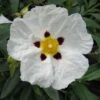 Cistus Alan Fradd - Ciste Pourpre à Fleurs Blanches. -Fleurs & Plantes Soldes Boutique Cistus Alan Fradd 83037 1