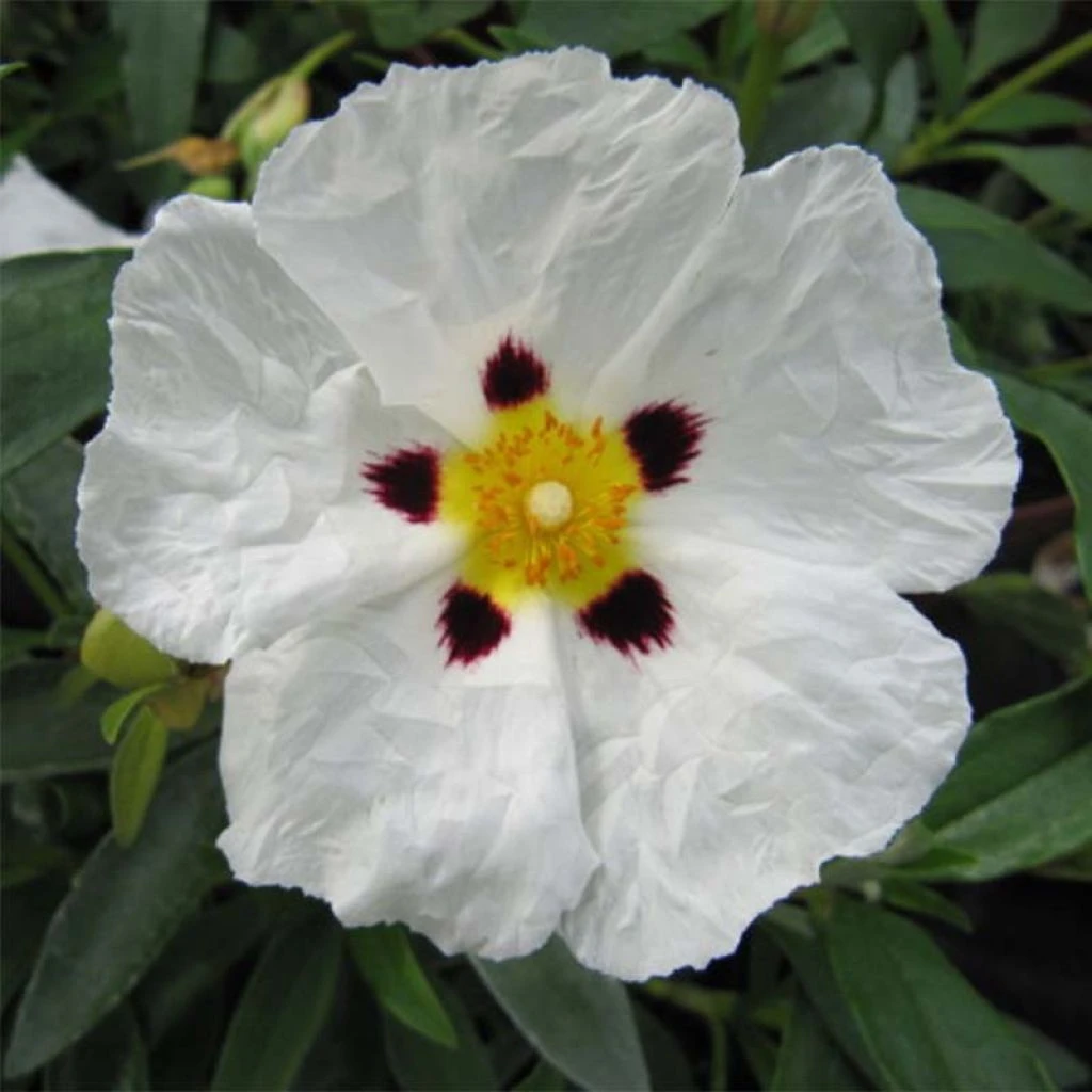 Cistus Alan Fradd - Ciste Pourpre à Fleurs Blanches. 3 Cistus Alan Fradd - Ciste Pourpre à Fleurs Blanches.