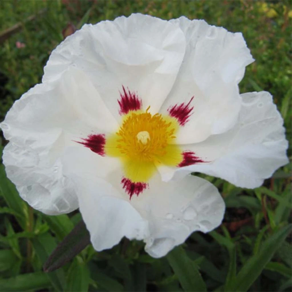Cistus (x) Loretii - Ciste à Feuilles étroites 3 Cistus (x) Loretii - Ciste à Feuilles étroites