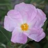 Cistus Argenteus Peggy Sammons - Ciste Hybride 1 Cistus Argenteus Peggy Sammons - Ciste Hybride -Fleurs & Plantes Soldes Boutique Cistus argenteus Peggy sammons 82195 1