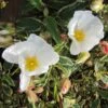 Cistus Corbariensis Rospico - Ciste Des Corbières Panaché. -Fleurs & Plantes Soldes Boutique Cistus corbariensis Rospico 83261 1