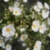 Cistus Monspeliensis - Ciste De Montpellier -Fleurs & Plantes Soldes Boutique Cistus monspeliensis 7527 1