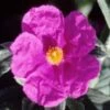 Cistus Pulverulentus Sunset - Ciste Pulvérulent -Fleurs & Plantes Soldes Boutique Cistus pulverulentus Sunset 7901 1