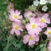Ciste Silver Pink - Cistus Argenteus -Fleurs & Plantes Soldes Boutique Cistus silver pink 87806 1