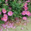 Cistus Purpureus Betty Taudevin - Ciste Pourpre -Fleurs & Plantes Soldes Boutique Cistus x purpureus Betty Taudevin 100248 1