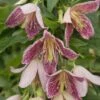 Clématite - Clematis Cirrhosa Advent Bells -Fleurs & Plantes Soldes Boutique Cl matite Advent Bells 81570 1