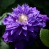 Clématite - Clematis Beauty Of Worcester -Fleurs & Plantes Soldes Boutique Clematis Beauty Of Worcester 100903 1