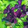 Clématite Viticella Dark Eyes -Fleurs & Plantes Soldes Boutique Clematis Dark Eyes 87848 1