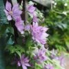 Clématite - Clematis Dorothy Walton -Fleurs & Plantes Soldes Boutique Clematis Dorothy Walton 87832 1