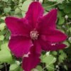 Clématite - Clematis Ernest Marckham -Fleurs & Plantes Soldes Boutique Clematis Ernest Marckham 681496 1