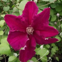 Clématite - Clematis Ernest Marckham