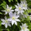 Clématite - Clematis Etoile Nacrée -Fleurs & Plantes Soldes Boutique Clematis Etoile Nacree 87833 1