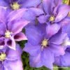 Clématite - Clematis H. F. Young -Fleurs & Plantes Soldes Boutique Clematis H F Young Copyright Travers 87840 1