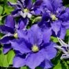 Clématite - Clematis Kingfisher -Fleurs & Plantes Soldes Boutique Clematis Kingfisher 84881 1