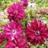 Clématite - Clematis Red Passion -Fleurs & Plantes Soldes Boutique Clematis Red Passion 84880 1