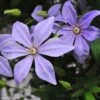 Clématite - Clematis Sugar Sweet (Scented Clem) 1 Clématite - Clematis Sugar Sweet (Scented Clem) -Fleurs & Plantes Soldes Boutique Clematis Scented Clem 83898 3