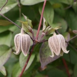 Clématite - Clematis Fusca