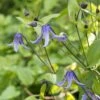 Clématite Integrifolia - Clematis Integrifolia Blue Boy Livré En Hauteur 60 Cm En Pot De 1,5l/2l -Fleurs & Plantes Soldes Boutique Clematis integrifolia Blue Boy copyright 10096811 1