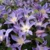 Clématite - Clematis Integrifolia Blue River 2 Clématite - Clematis Integrifolia Blue River -Fleurs & Plantes Soldes Boutique Clematis integrifolia Blue River IF 1009691 1
