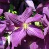 Clématite - Clematis Jackmanii Purpurea 2 Clématite - Clematis Jackmanii Purpurea -Fleurs & Plantes Soldes Boutique Clematis jackmanii Purpurea Zojapur 81381 1