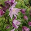 Clématite - Clematis Macropetala Markham's Pink -Fleurs & Plantes Soldes Boutique Clematis macropetala Markham s Pink 771626 1