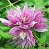 Clématite - Clematis Macropetala Purple Dream -Fleurs & Plantes Soldes Boutique Clematis macropetala Purple Dream 82539 1