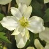 Clématite - Clematis Montana Montana Morning Yellow -Fleurs & Plantes Soldes Boutique Clematis montana Montana Morning Yellow V 18331 1