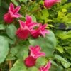 Clématite - Clematis Texensis Queen Maxima -Fleurs & Plantes Soldes Boutique Clematis texensis Queen Maxima 84879 1