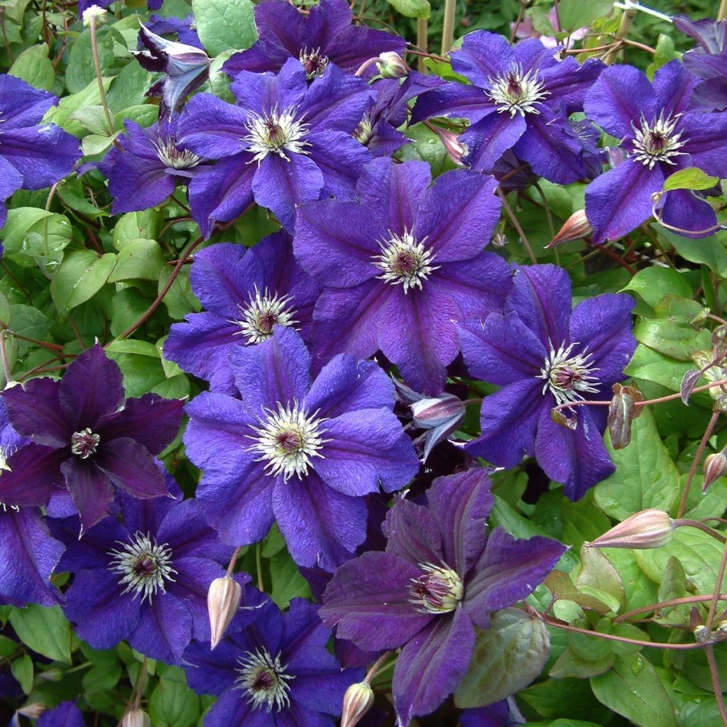 Clématite Italienne - Clematis Viticella Happy Birthday 3 Clématite Italienne - Clematis Viticella Happy Birthday