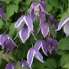 Clématite - Clematis Blue Eclipse 1 Clématite - Clematis Blue Eclipse -Fleurs & Plantes Soldes Boutique Clematite Clematis Blue Eclipse IF 6814851 1