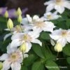 Clématite - Clematis Destiny -Fleurs & Plantes Soldes Boutique Clematite Clematis Destiny 87830 1