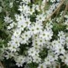 Clématite - Clematis Early Sensation -Fleurs & Plantes Soldes Boutique Clematite Clematis Early Sensation IF 7715694 1