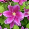Clématite - Clematis Hania -Fleurs & Plantes Soldes Boutique Clematite Clematis Hania 87841 1