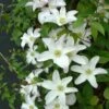 Clématite - Clematis Huldine 1 Clématite - Clematis Huldine -Fleurs & Plantes Soldes Boutique Clematite Clematis Huldine IF 6813111 1