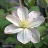 Clématite - Clematis Jeanes Pink -Fleurs & Plantes Soldes Boutique Clematite Clematis Jeanes Pink 87852 1