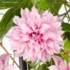 Clématite - Clematis Multi Pink -Fleurs & Plantes Soldes Boutique Clematite Clematis Multi Pink 889370 1