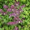 Clématite - Clematis Octopus -Fleurs & Plantes Soldes Boutique Clematite Clematis Octopus IF 678141 1