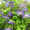 Clématite - Clematis Alpina 2 Clématite - Clematis Alpina -Fleurs & Plantes Soldes Boutique Clematite Clematis alpina 87828 1