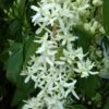 Clématite - Clematis Armandii Little White Charm -Fleurs & Plantes Soldes Boutique Clematite Clematis armandii Little White Charm IF 6813641 1