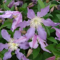 Clématite - Clematis Diversifolia East River