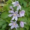 Clématite - Clematis Diversifolia River Star 2 Clématite - Clematis Diversifolia River Star -Fleurs & Plantes Soldes Boutique Clematite Clematis diversifolia River Star IF 6814921 1