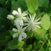 Clématite - Clematis Fargesii Summersnow -Fleurs & Plantes Soldes Boutique Clematite Clematis fargesii Summersnow 67808 FL
