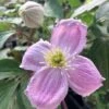 Clématite - Clematis Montana Sans Soucis -Fleurs & Plantes Soldes Boutique Clematite Clematis montana Sans Soucis copyright 6814351 1