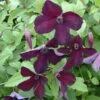 Clématite - Clematis Viticella Black Prince -Fleurs & Plantes Soldes Boutique Clematite Clematis viticella Black Prince IF 6814941 1