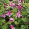 Clématite - Clematis Viticella Etoile Rose -Fleurs & Plantes Soldes Boutique Clematite Clematis viticella Etoile Rose IF 6814971 1