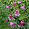 Clématite - Clematis Viticella Queen Mother -Fleurs & Plantes Soldes Boutique Clematite Clematis viticella Queen Mother IF 6814991 1