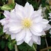 Clématite - Clematis Dancing King -Fleurs & Plantes Soldes Boutique Clematite Dancing King 681384 1