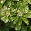 Clématite - Clematis Green Passion 1 Clématite - Clematis Green Passion -Fleurs & Plantes Soldes Boutique Clematite Green Passion 83600 1