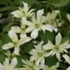 Clématite - Clematis Montana Jenny Keay -Fleurs & Plantes Soldes Boutique Clematite Jenny Keay 80705 1